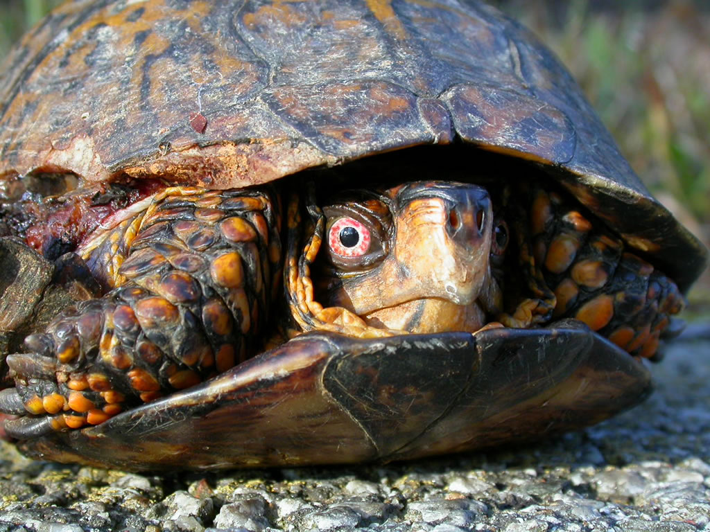Blandford Nature Center Turtle