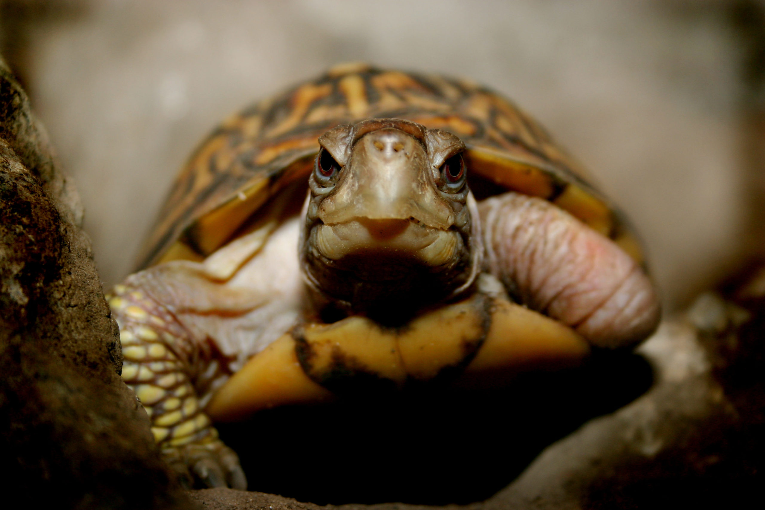 female Box Turtle