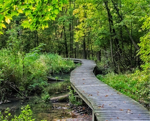 Woodland Mindfulness Hike (F)