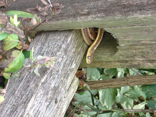 snake on split rail