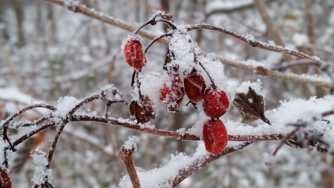 frozen winter berries