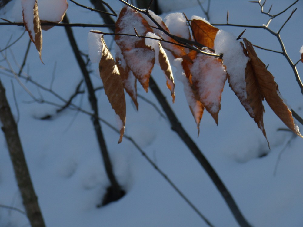 sunrise on a snowy tree leaf