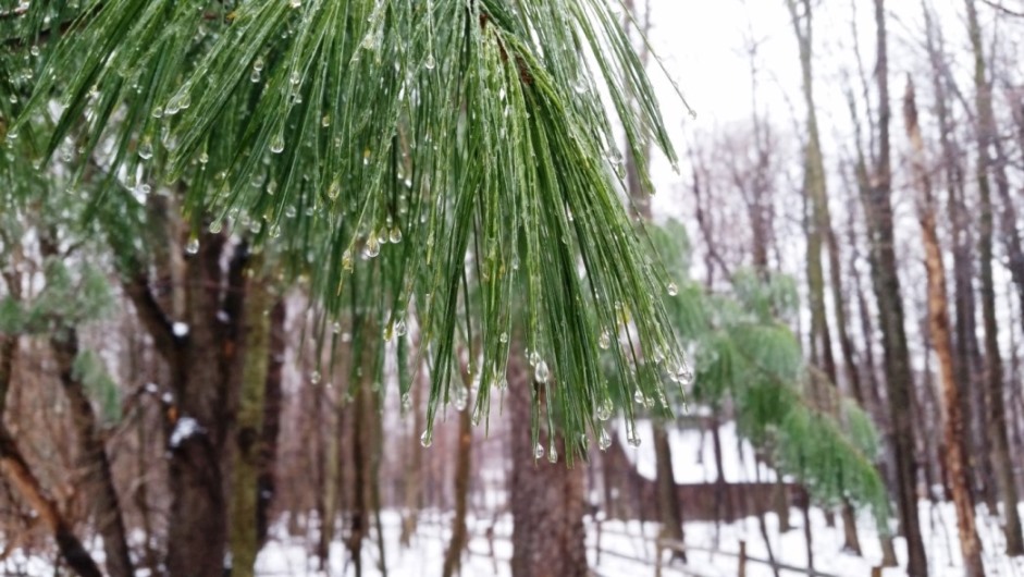 frozen drops on a pine tree