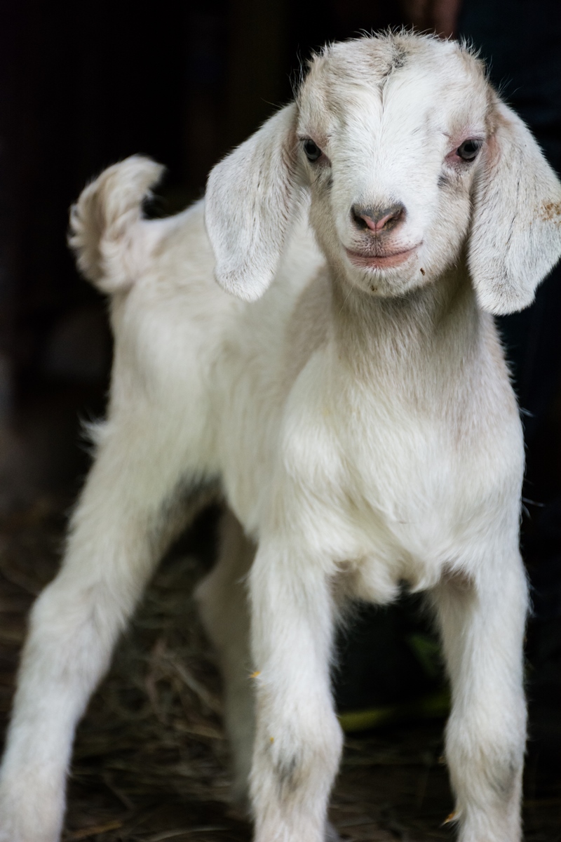 baby white goat