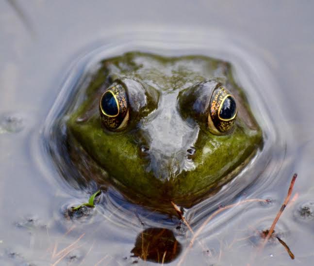 green frog face