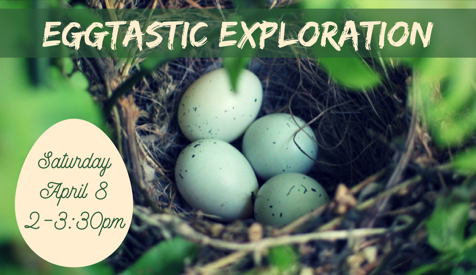 eggtastic exploration