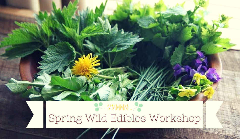 spring wild edibles workshop