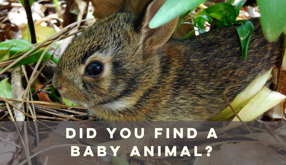 did you find a baby animal?
