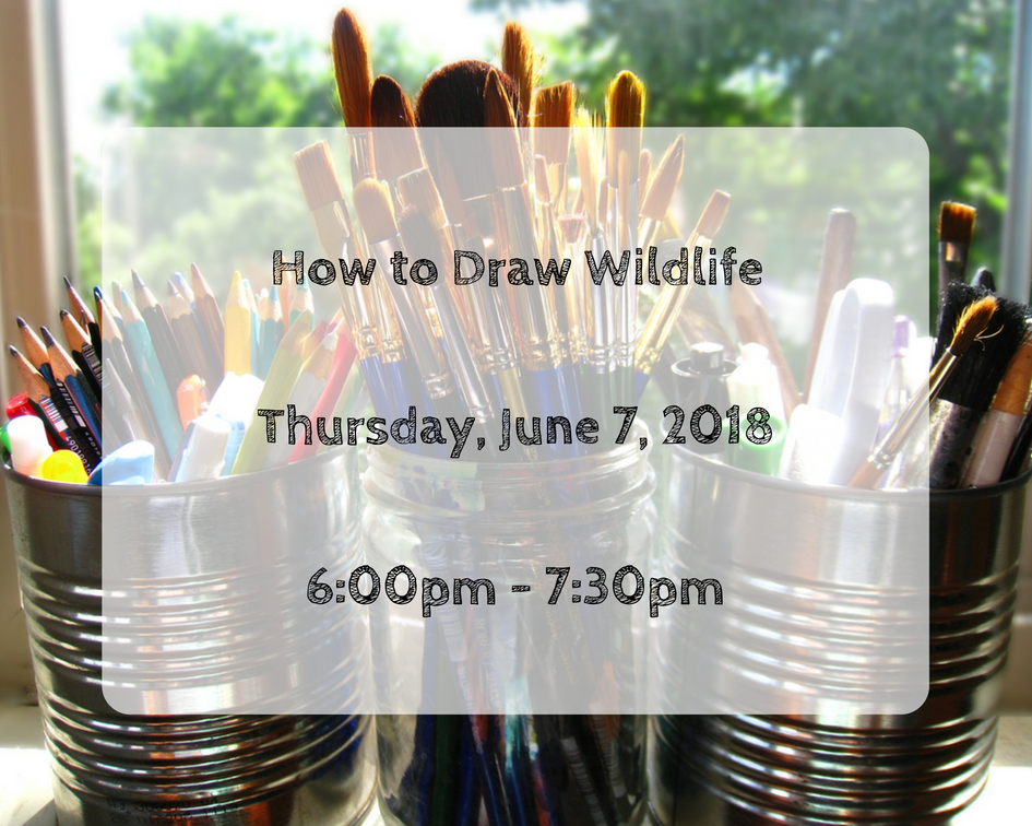 How to Draw Wildlife