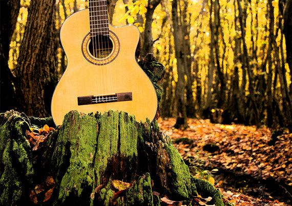guitar in the woods