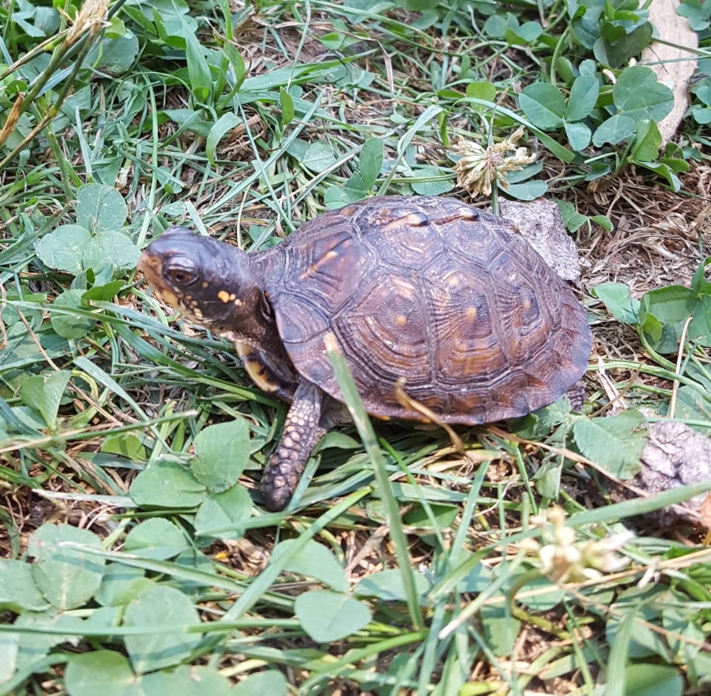 turtle at blandford nature center