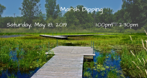 Marsh Dipping