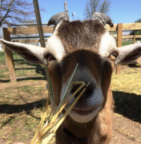 Say Hello! Goat Says Maa