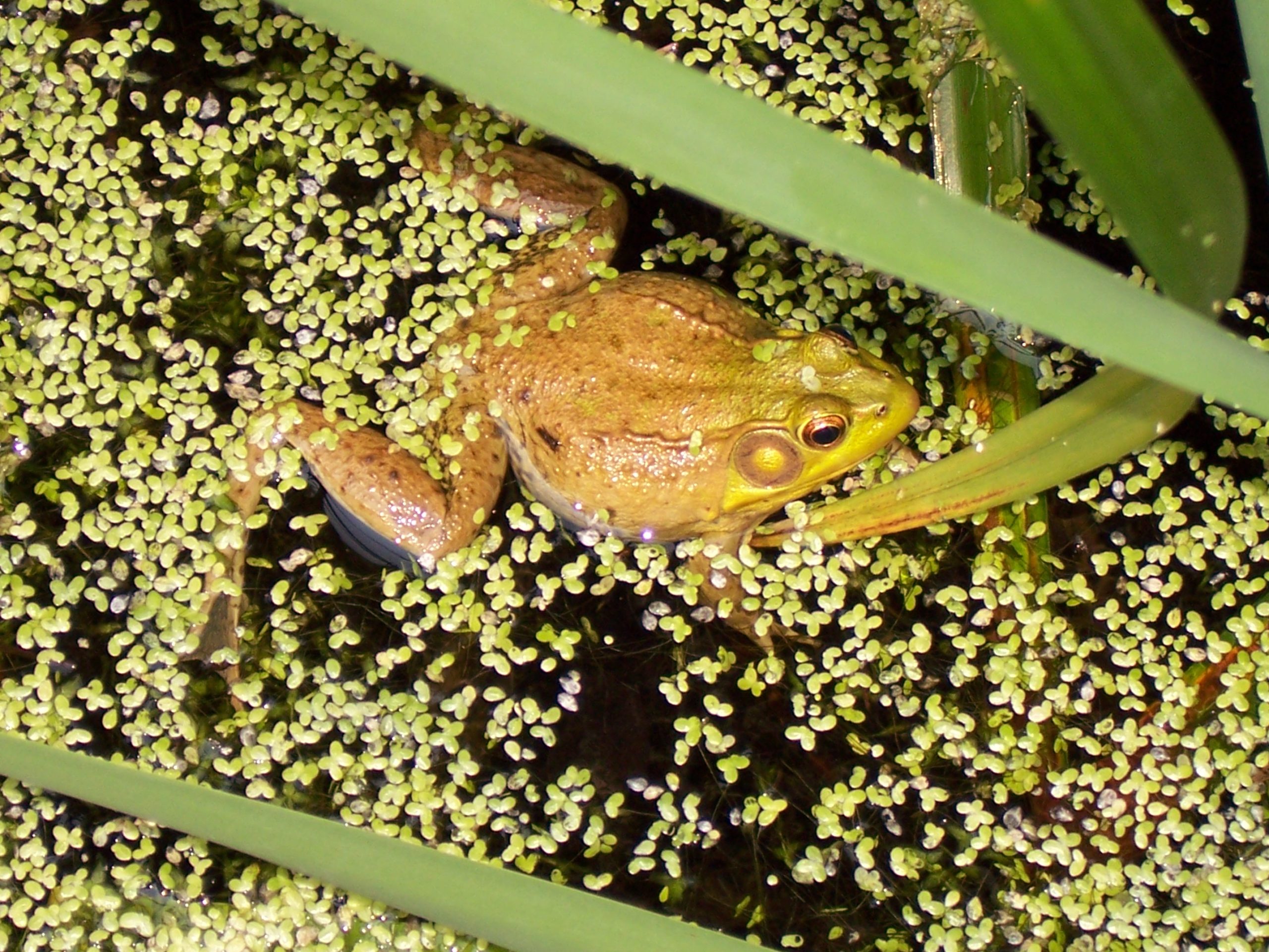 Green Frog in water