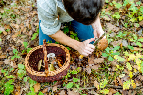 Intro to Foraging: CANCELLED