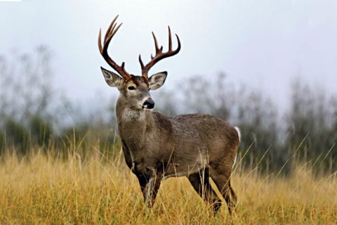 Deer Antlers: Form & Function (F)