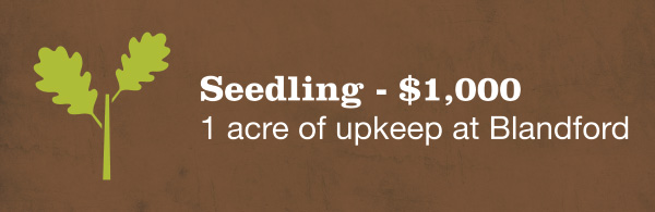 Seedling - $1,000 1 acre of upkeep at Blandford