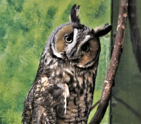 Storytime with the Owls (F) – 11am