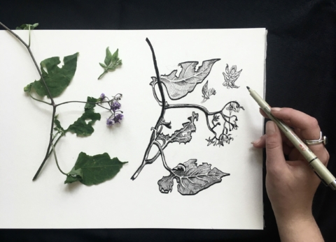 Beginner’s Ink Drawing with Solstice Handmade: Poisonous Plants