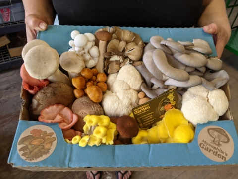 Introduction to Mushroom Cultivation with Mycophile’s Garden