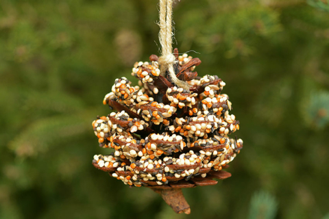 Nature Craft Drop-in: Pine Cone Bird Feeders