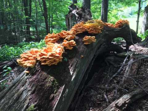 SOLD OUT: Wild Mushroom Identification Class & Outing