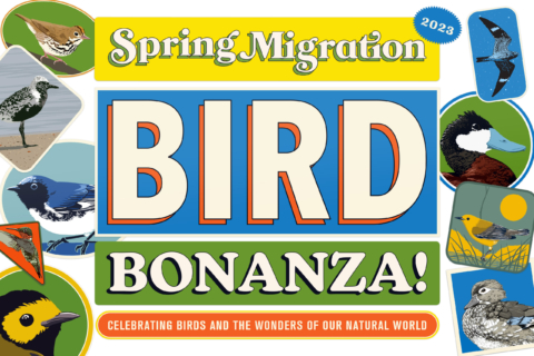 Spring Migration Bird Bonanza