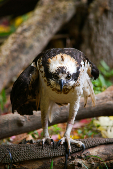 SOLD OUT | Wildlife Care Apprentices: Birds (Ages 13-15)