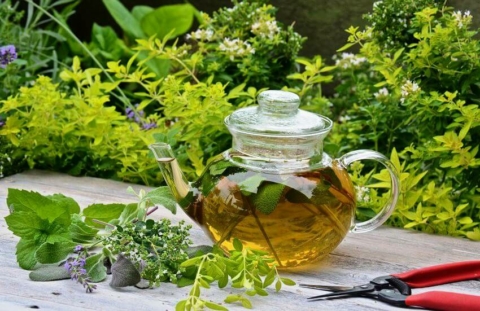Lemon Balm: Tea, Tincture, & Skincare with Gathered Botanicals