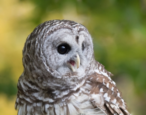 Holiday Owl Blankets & Brews