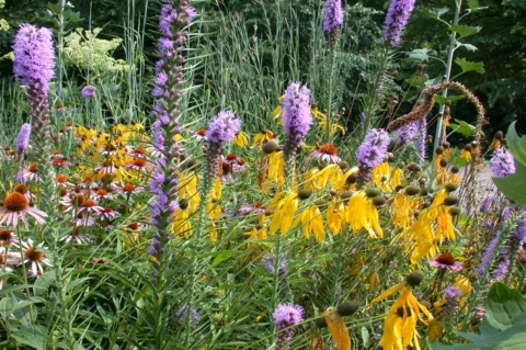 Gardening with Native Plants