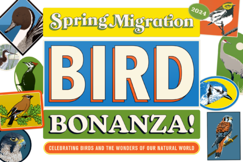 Spring Migration Bird Bonanza Volunteer (F)